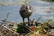 Junges-Blässhuhn-Nest-189.jpg